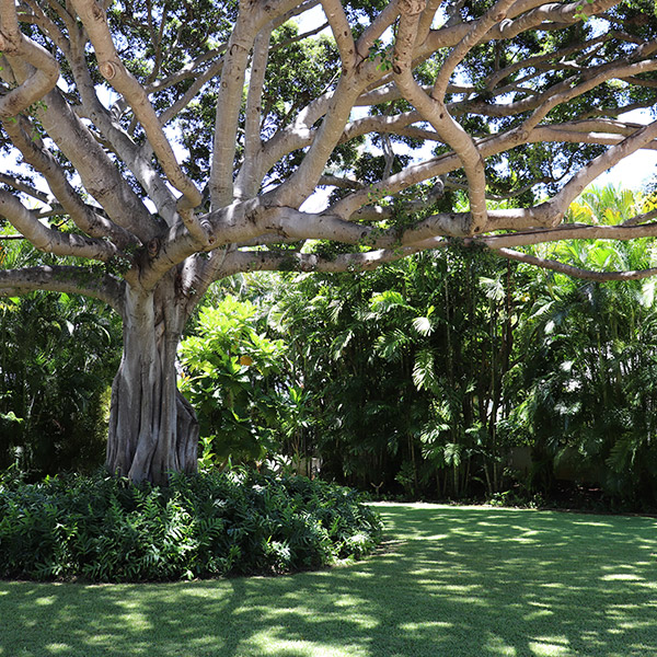 Image of tree in well-manicured yard