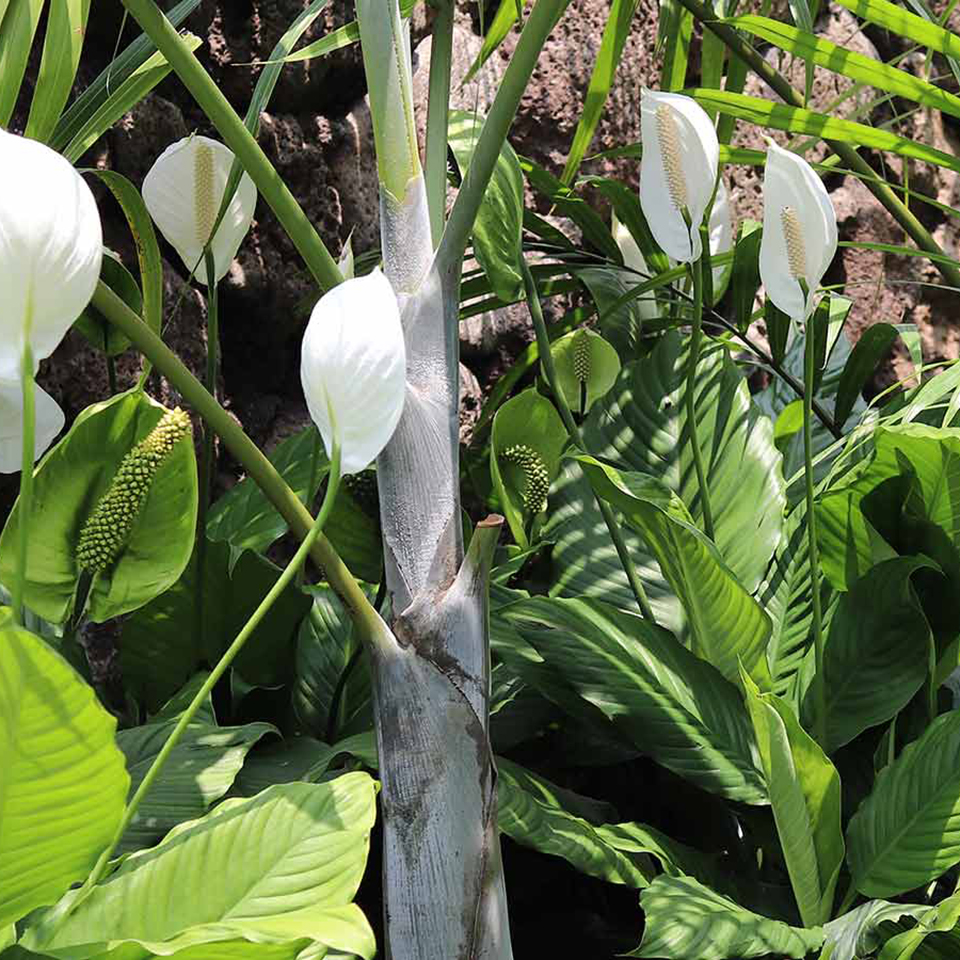 image of nice flowers in a yard.