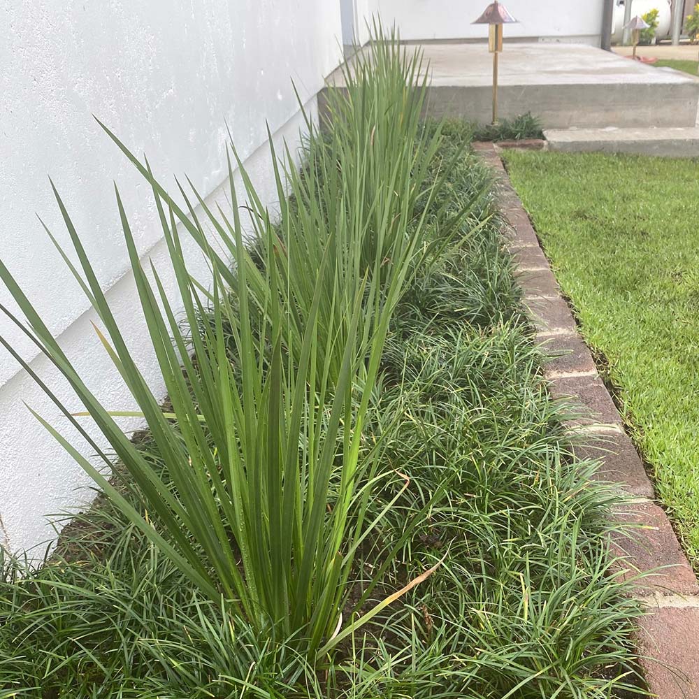 image of plants and grass installed by Pacific Outdoor Living