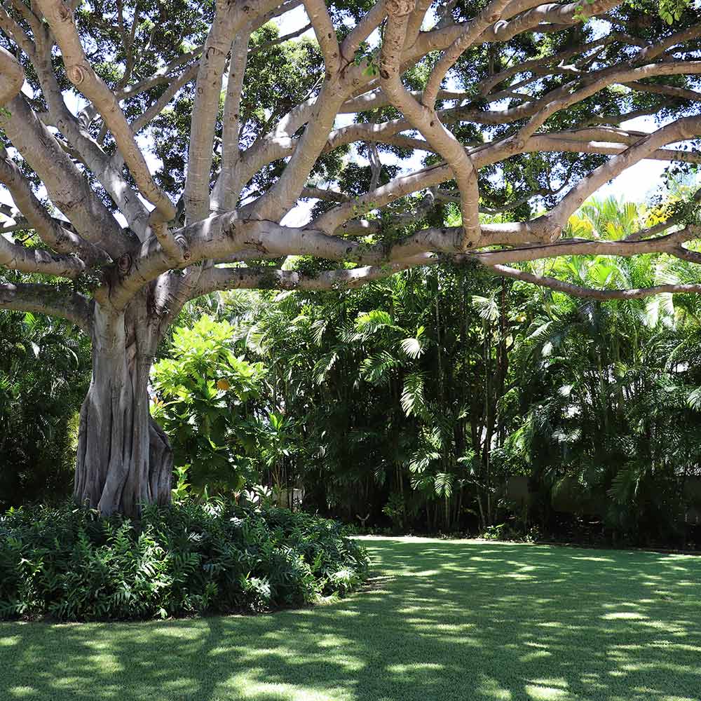 image of tree in a nice yard