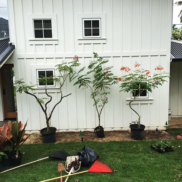 Image of yard tools near new trees being planted