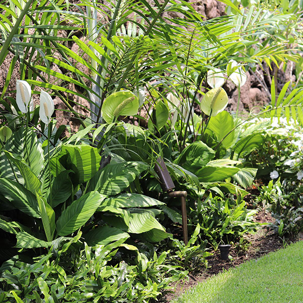 image of outdoor lights in foliage.